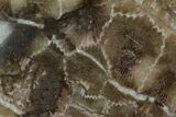 Polished Petoskey Stone (Fossil Coral) - Michigan #131062-1
